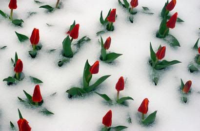 tulipsa.jpg