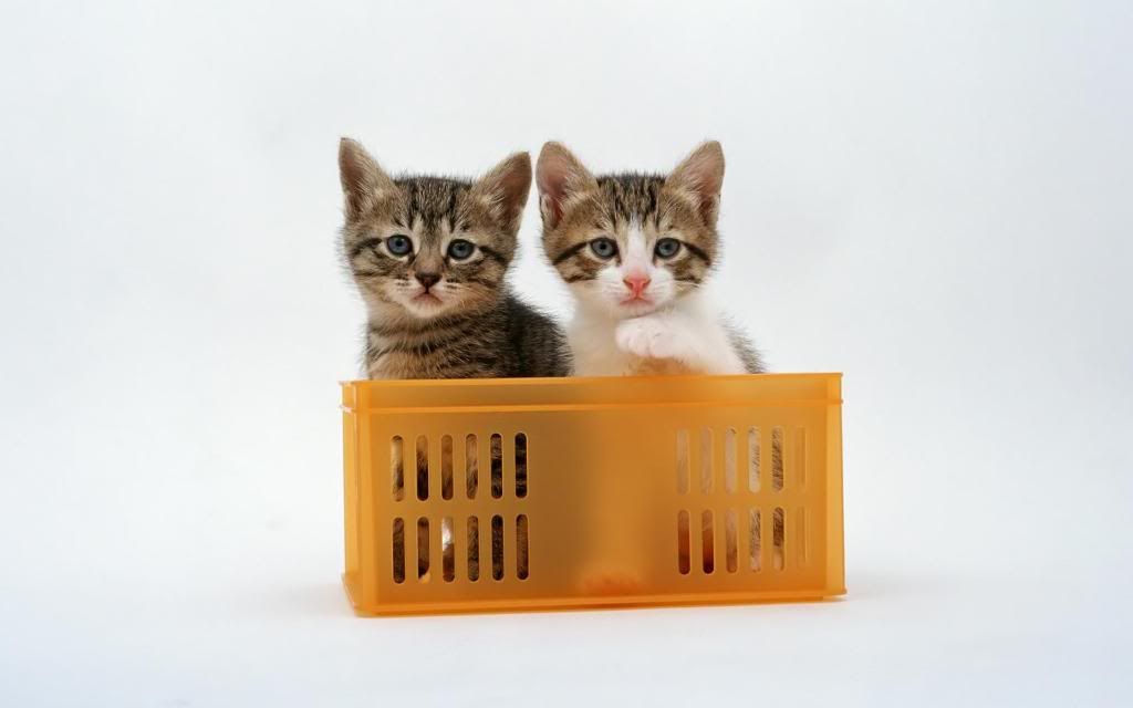 two_domestic_kitten_hd_wallpaper.jpg