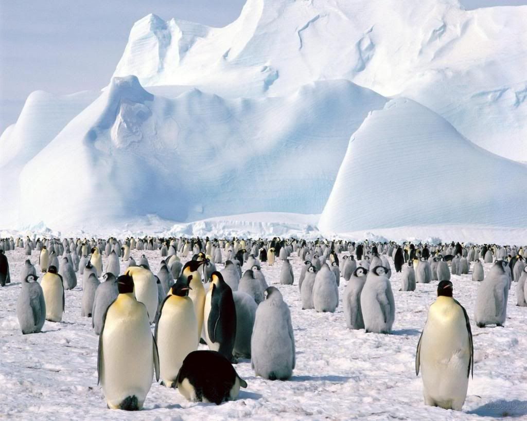Penguins.jpg