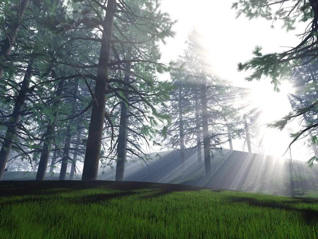 PineForest.jpg