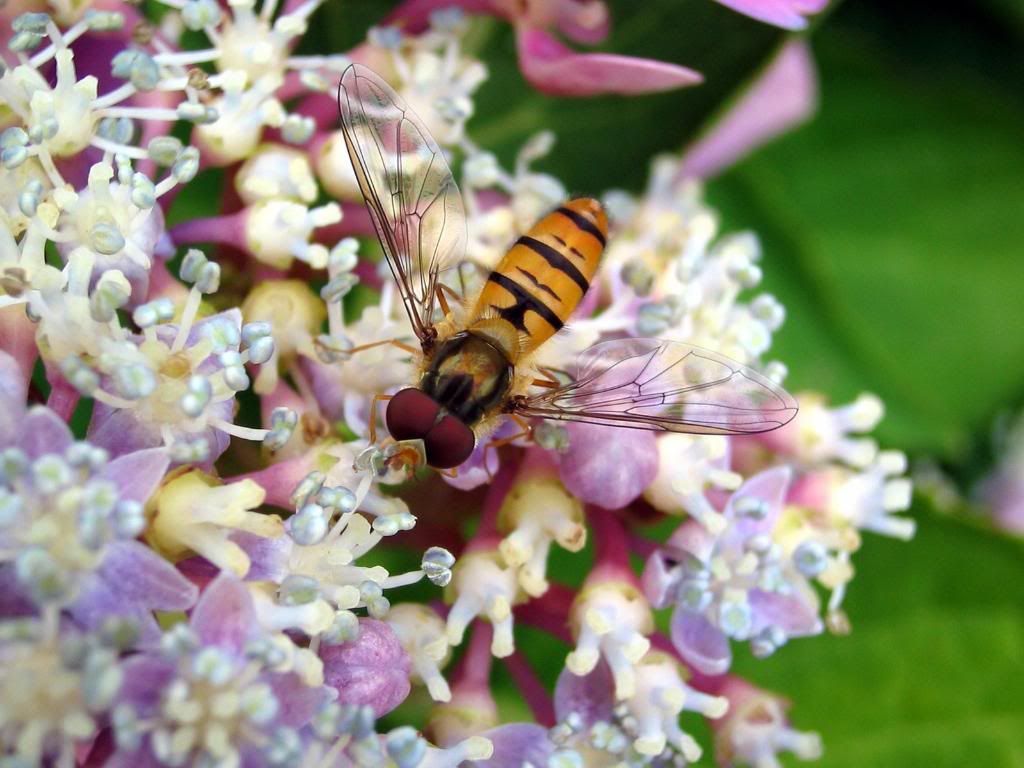 hover_fly.jpg