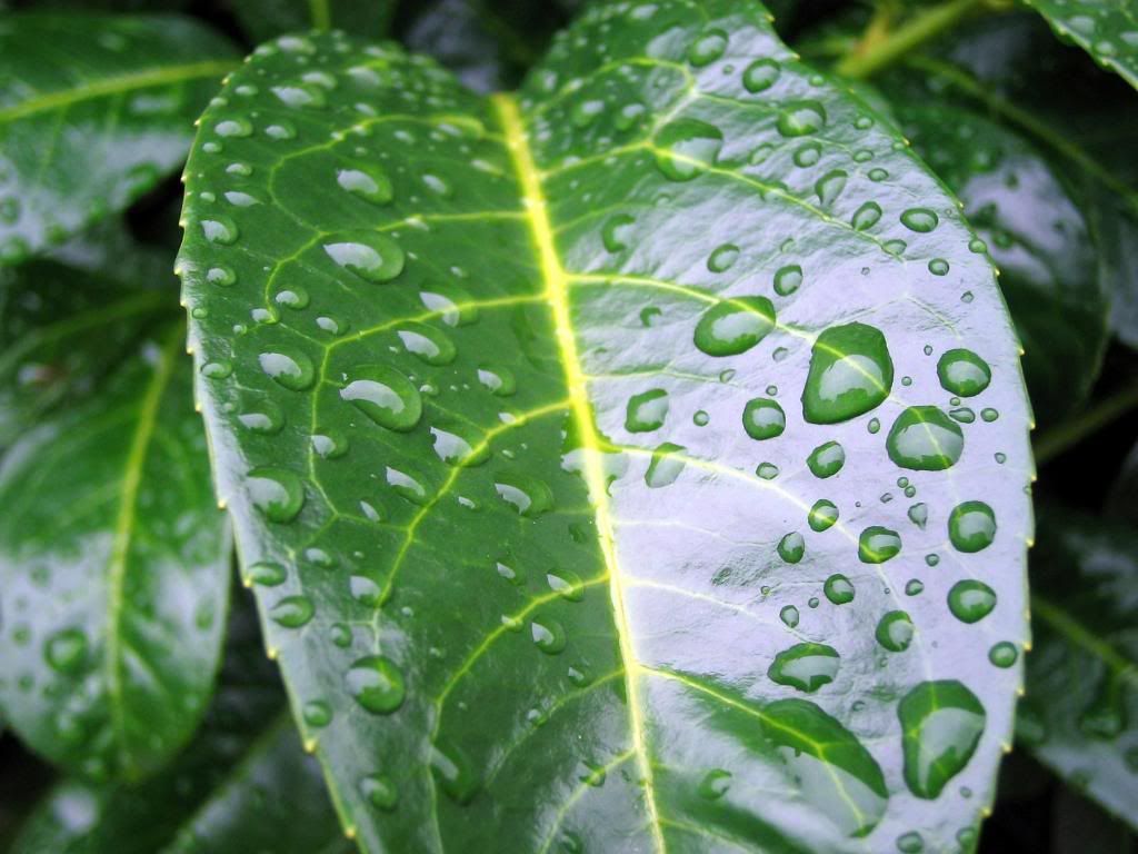 laureldroplets.jpg
