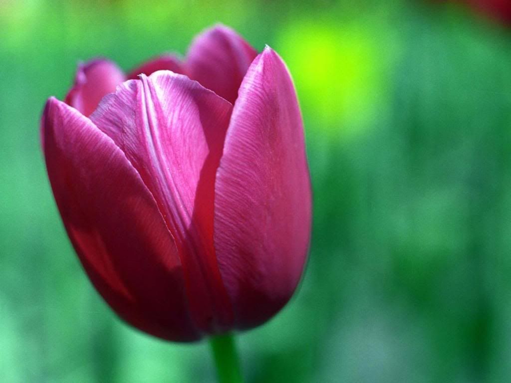 tulip.jpg