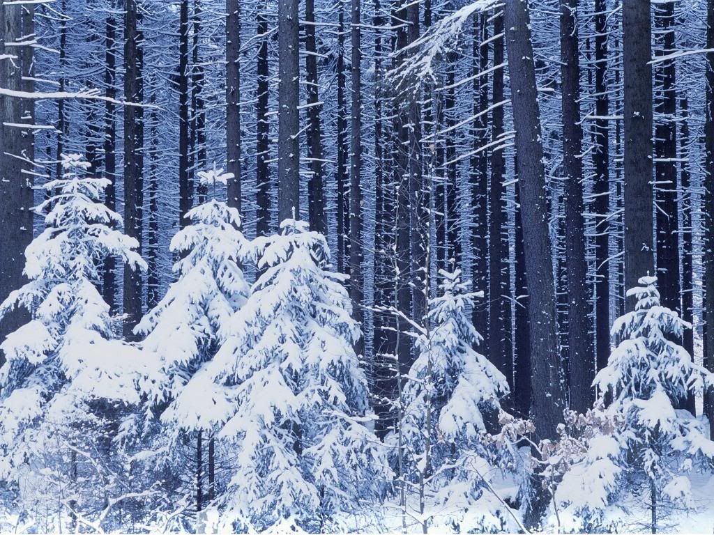 winter-forest-x-1600.jpg