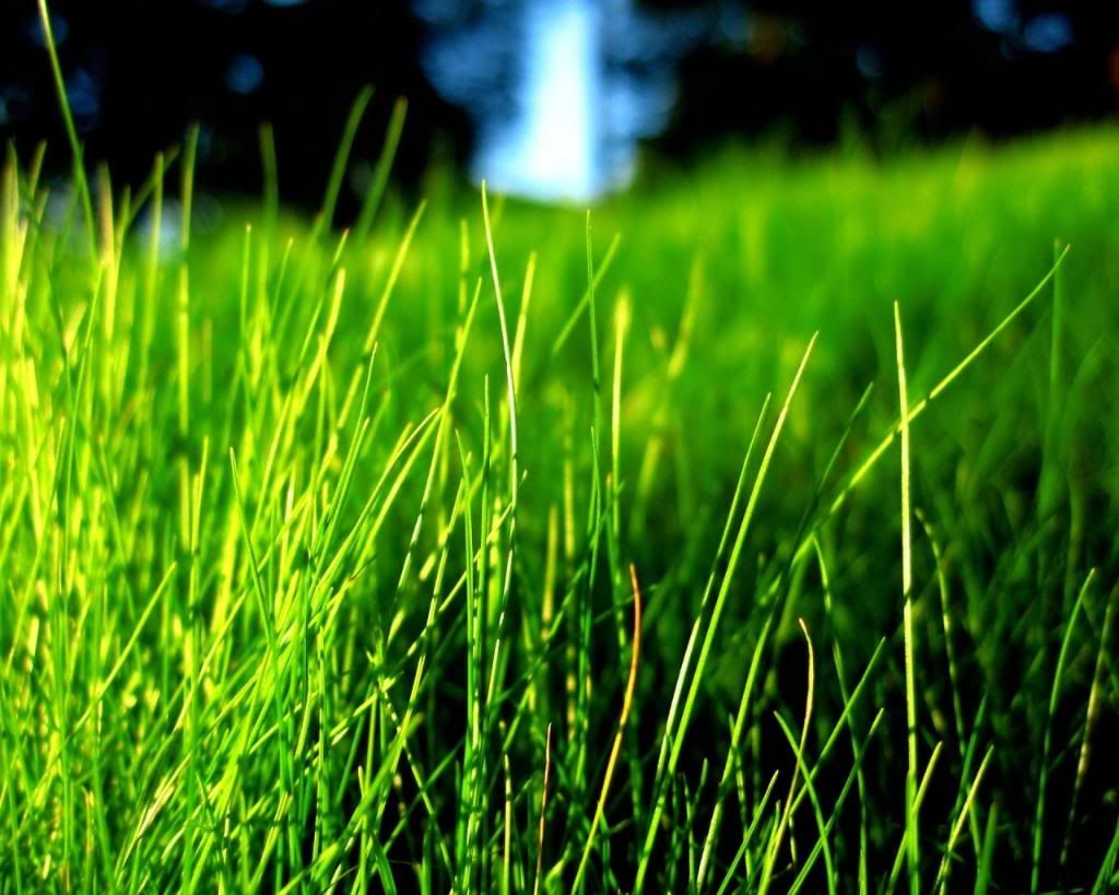 ws_Green_grass_contrast_1280x1024.jpg