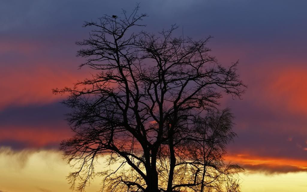 ws_Tree_1680x1050.jpg