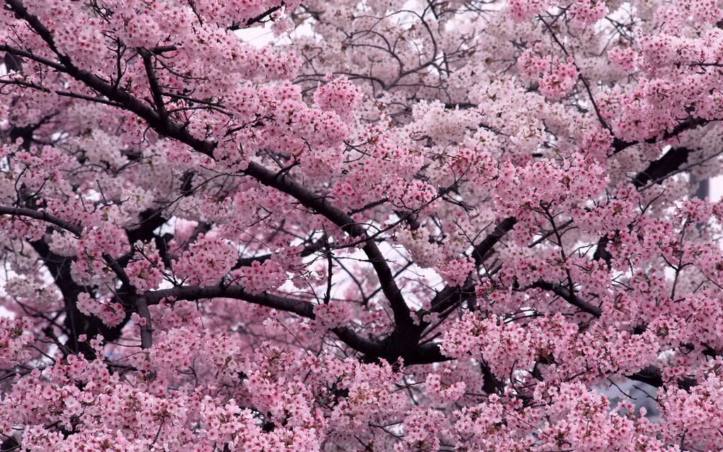 ws_Tree_in_Bloom_1680x1050.jpg