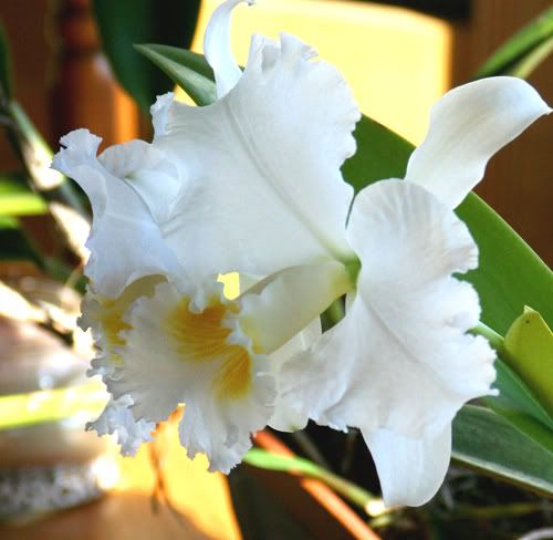 whiteorchid03rz2.jpg