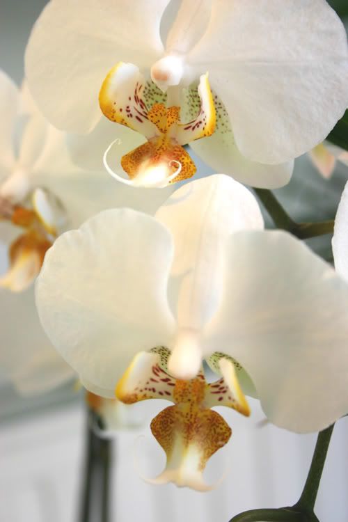 whiteorchidub7.jpg