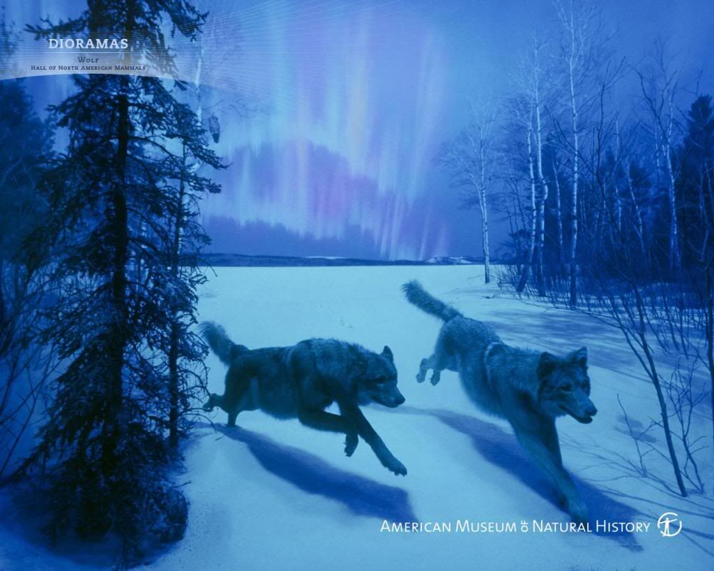 wolf_wallpaper_1280x1024.jpg