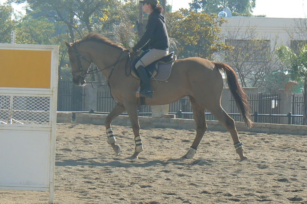 Black tack on chestnut horse?