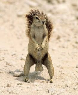 squirrelnuts.jpg