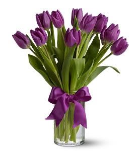 Tulipa Lilas Pictures, Images and Photos