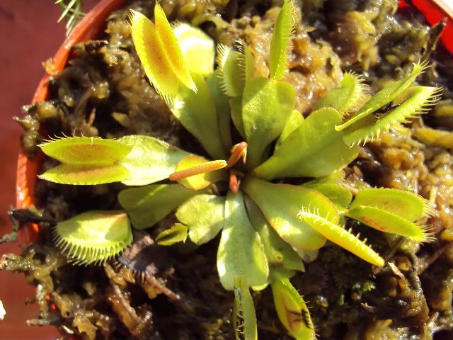 JUAL: Tanaman karnivora : Venus Fly Trap