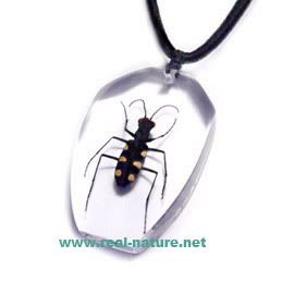 jew10?t1304672321 - real insects  jewelery