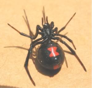 Black Widow Pictures, Images and Photos