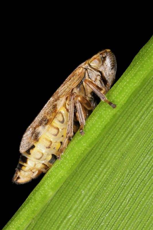 IMAGE: http://i954.photobucket.com/albums/ae28/steelydan99/Common_Froghopper_wcc.jpg