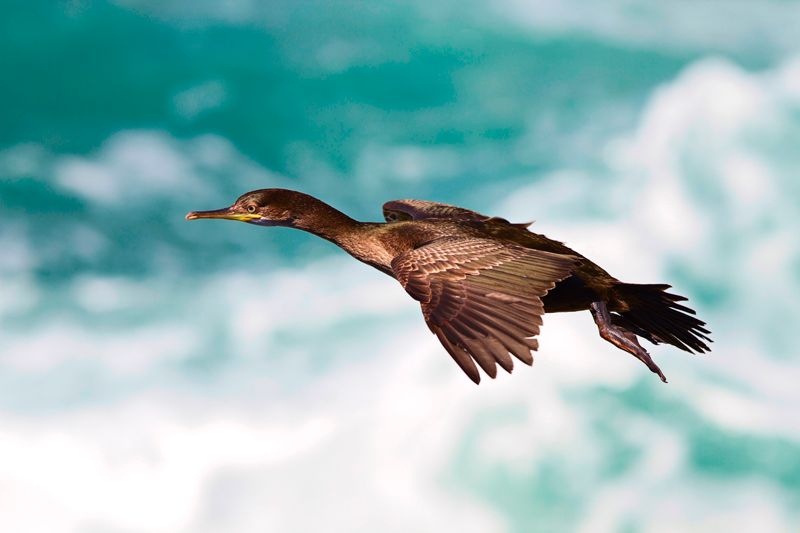 IMAGE: http://i954.photobucket.com/albums/ae28/steelydan99/Shag_in_Flight_TP_zps3703309b.jpg