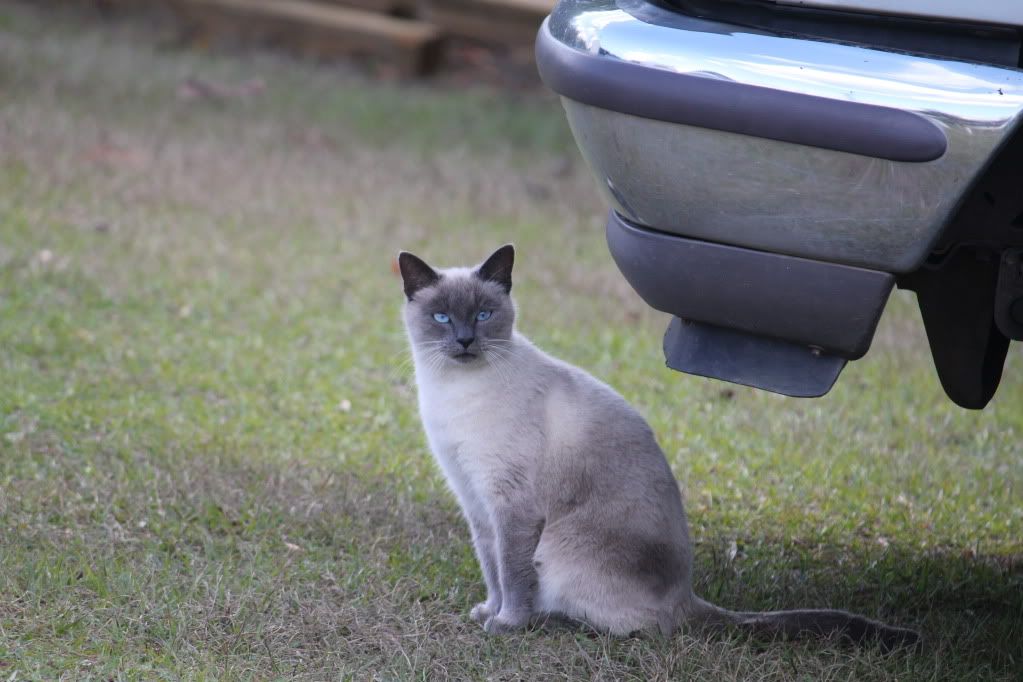 IMAGE: http://i954.photobucket.com/albums/ae29/cAoc10/002-1.jpg