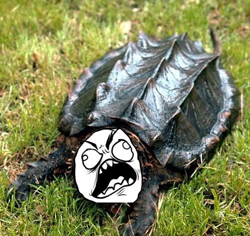 TURTLERAGEFACE.jpg