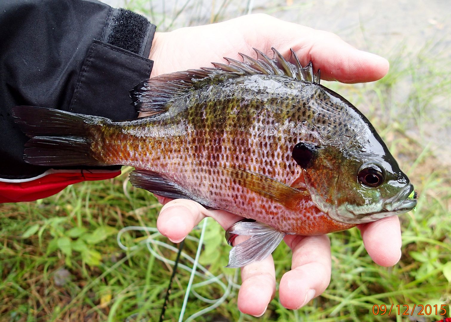Rose Lake hike and fish Ohio Game Fishing
