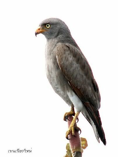 diuxm-rufous-winged_buzzard.jpg