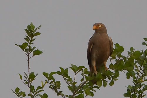 diuxm_Rufous-winged-Buzzard.jpg